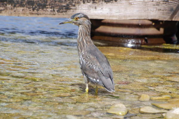 Black-crowned Night Heron