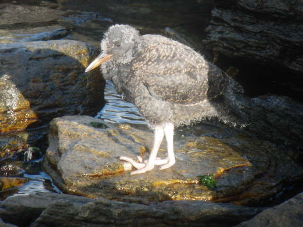 Blackish Oystercatcher (juv)