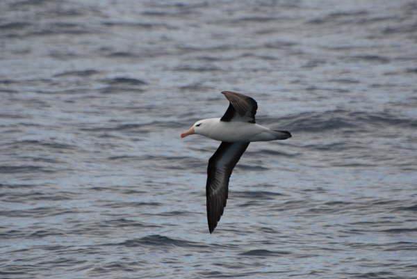 Black-browed Albatross