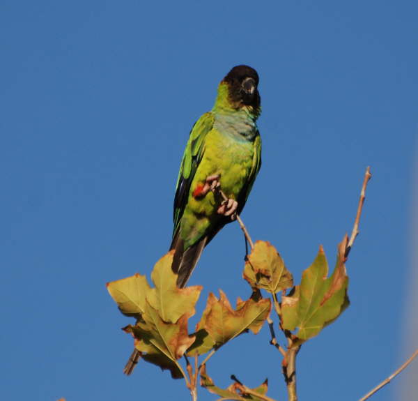 Black Hooded Parrot 