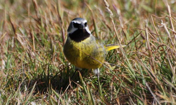 Black-throated Finch