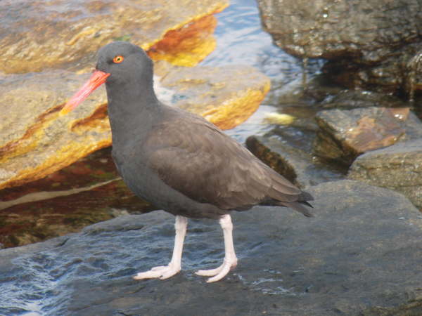 Blackish Oystercatcher