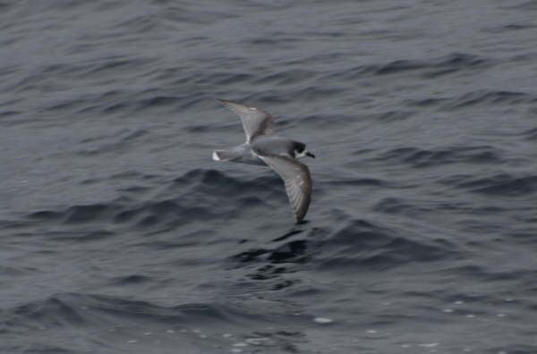 Blue Petrel