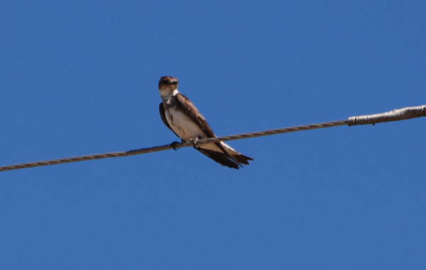 Brown-chested Martin