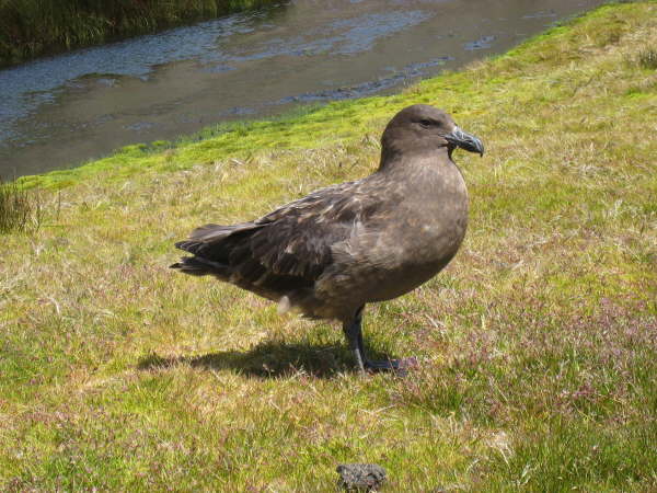 Brown Skua