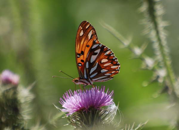 Gulf Fritillary(not a bird actually)