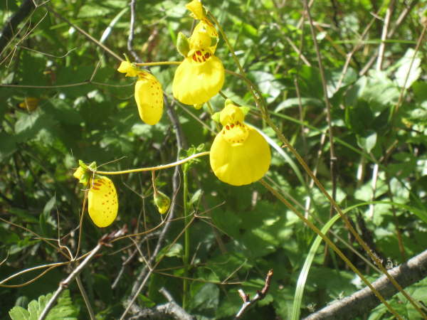 Calceolaria biflora