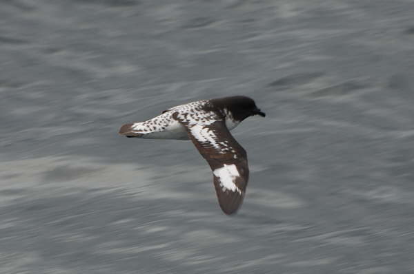 Cape Petrel