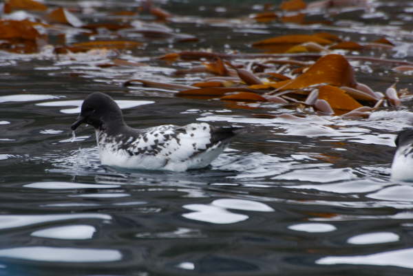 Cape Petrel