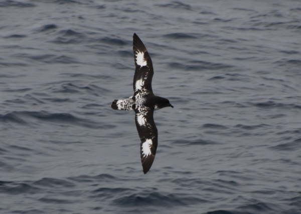 Cape Petrel