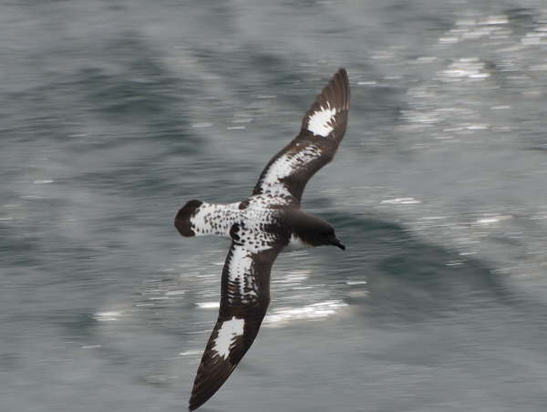 Cape Petrel