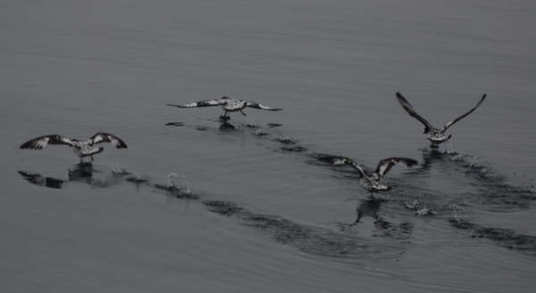 Cape Petrels