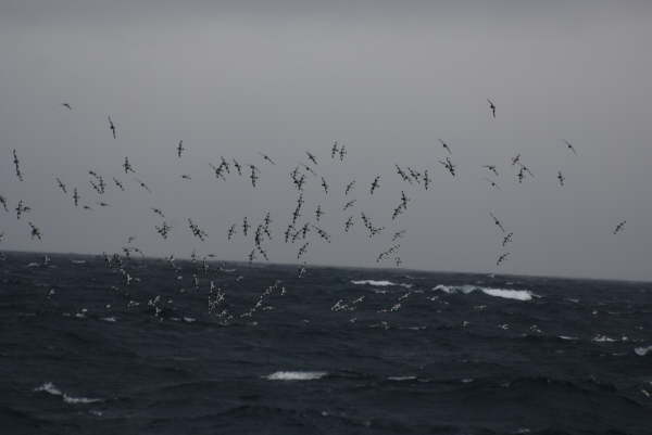 Cape Petrels
