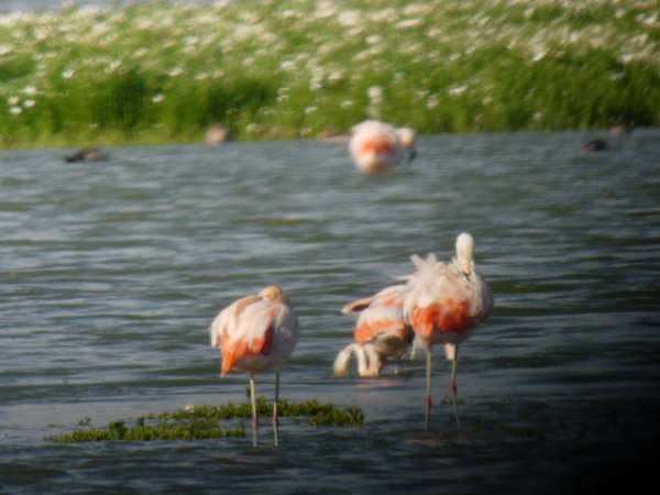 Chilean Flamingoes