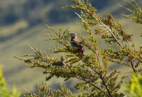 Chilean Flicker