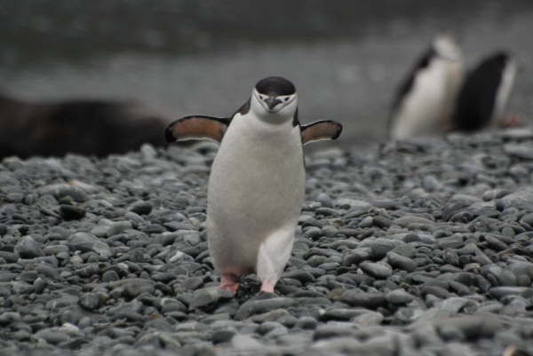 Chinstrap Penguin