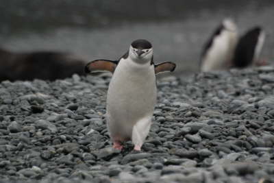 Chinstrap Penguin