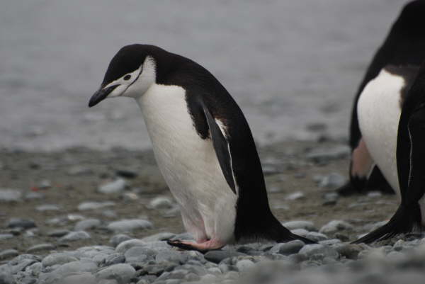 Chinstrap Penguin