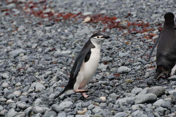 Chinstrap Penguin
