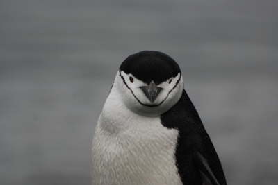 Chinstrap Penguin