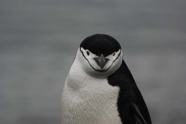 Chinstrap Penguin