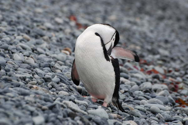 Chinstrap Penguin