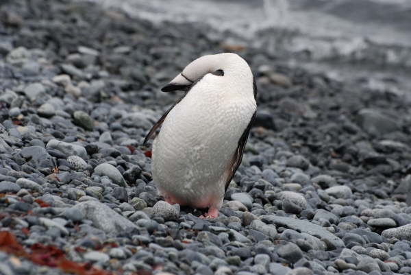 Chinstrap Penguin