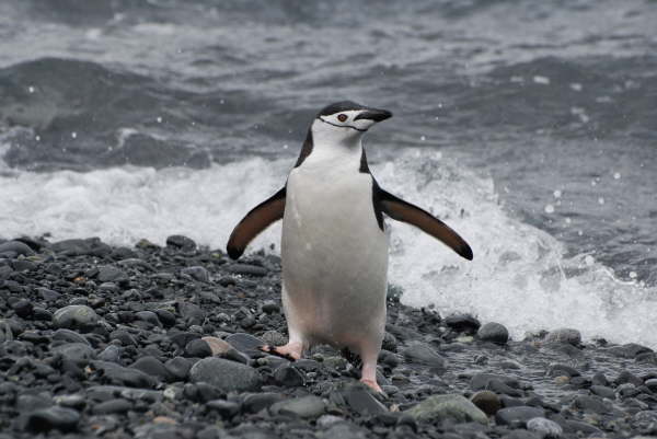 Chinstrap Penguin