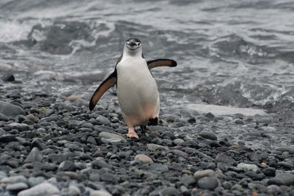Chinstrap Penguin