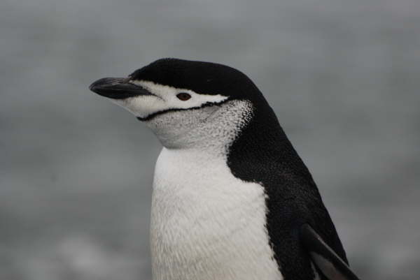 Chinstrap Penguin