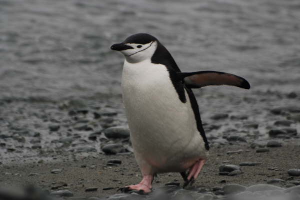 Chinstrap Penguin