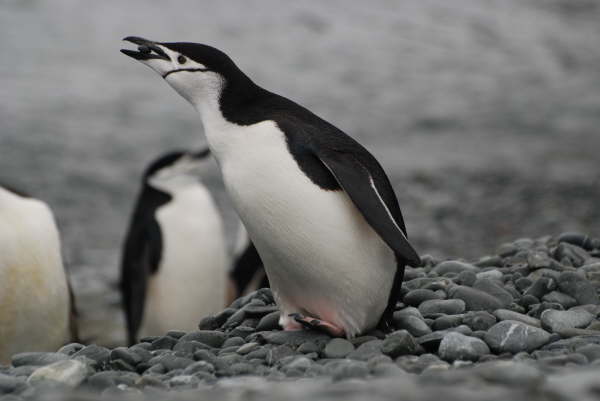 Chinstrap Penguin moving a pebble