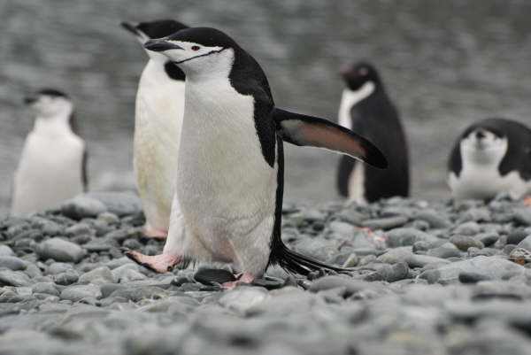 Chinstrap Penguins