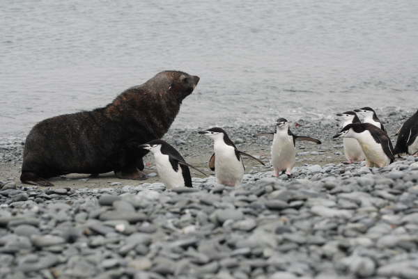 Chinstrap Penguins with fur seal
