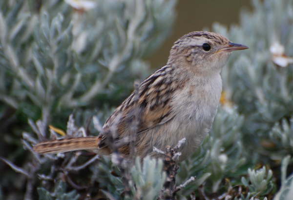 Cobbs Wren