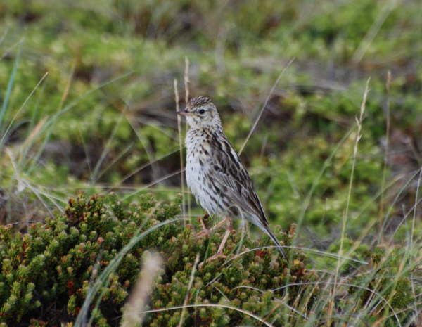 Correndera Pipit