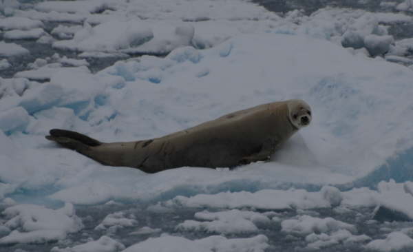 Crabeater Seal