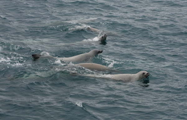 Crabeater Seals