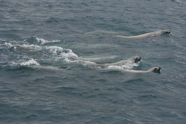 Crabeater Seals