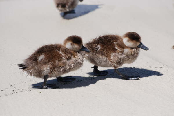 Crested Duck ducklings