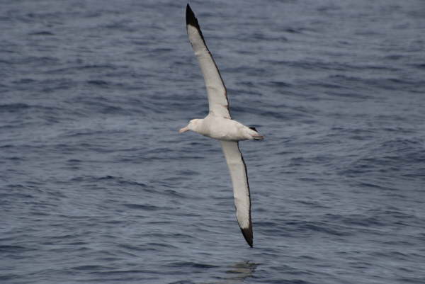 Wandering Albatross (last photo in this section)