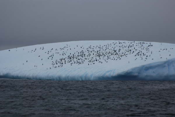 Penguins on iceberg