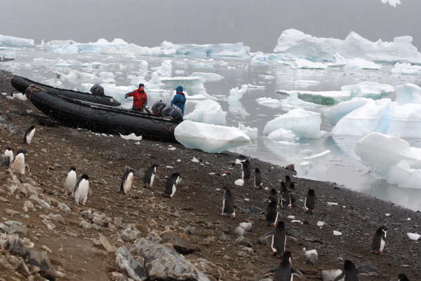 The Penguin Motorway at Devil Island