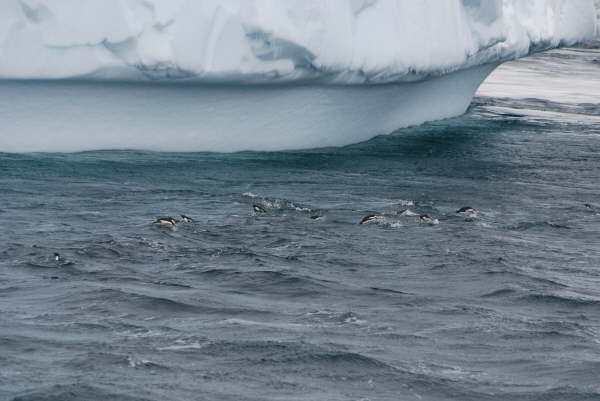 Penguins porpoising in the Gerlache Strait