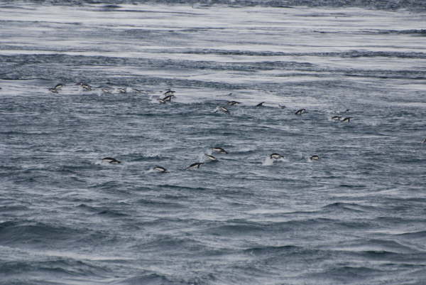 Penguins porpoising in the Gerlache Strait