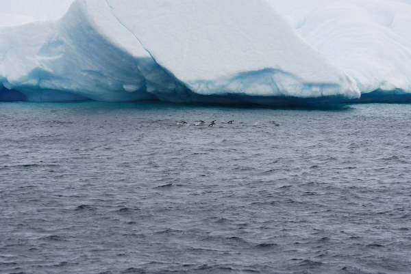 Penguins porpoising in the Gerlache Strait