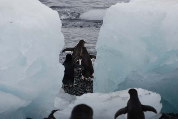 Devil Island, Antarctic Peninsula (Adelie Penguin colony)