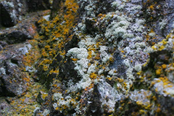 Lichens on Halfmoon Island