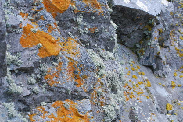 Lichens on Halfmoon Island
