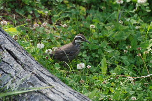 Dark-bellied Cinclodes